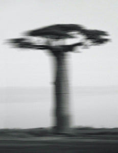 Jabón Baobab